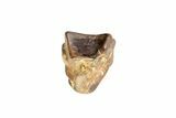 Partial Triceratops Shed Tooth - Montana #72503-2